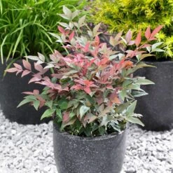 Blush Pink™ Nandina Shrub 11 Blush Pink™ Nandina Shrub -Nature Garden Store Blush Pink Nandina FGT 5