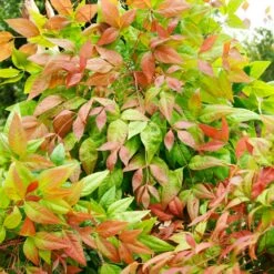 Blush Pink™ Nandina Shrub 14 Blush Pink™ Nandina Shrub -Nature Garden Store Blush Pink Nandina FGT 6