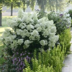 Bobo® Hydrangea Shrub 10 Bobo® Hydrangea Shrub -Nature Garden Store Bobo Hyrangea 2 FGT