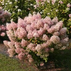 Bobo® Hydrangea Shrub 11 Bobo® Hydrangea Shrub -Nature Garden Store Bobo Hyrangea 4 FGT