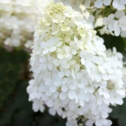 Bobo® Hydrangea Shrub 12 Bobo® Hydrangea Shrub -Nature Garden Store Bobo Hyrangea 5