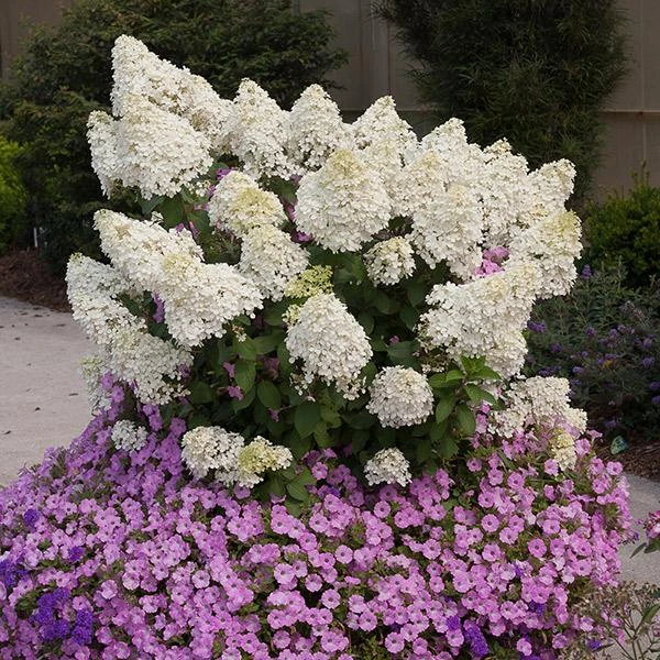 Bobo® Hydrangea Shrub 3 Bobo® Hydrangea Shrub