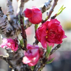 Bonanza Patio Peach Tree 8 Bonanza Patio Peach Tree -Nature Garden Store Bonanza Peach tree 4 FGT