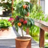 Bonanza Patio Peach Tree 1 Bonanza Patio Peach Tree -Nature Garden Store Bonanza Peach tree FGT 600x600 83c19420 6371 443a 8b39 ed964c3d6525