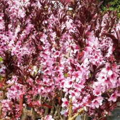 Bonfire Patio Peach Tree -Nature Garden Store Bonfire Peach 3 FGT