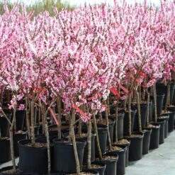 Bonfire Patio Peach Tree -Nature Garden Store Bonfire Peach 4