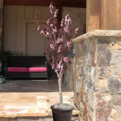 Bonfire Patio Peach Tree -Nature Garden Store Bonfire Peach 9