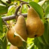 Bosc Pear Tree -Nature Garden Store Bosc pears 600x600 FGT f3cdc24f 4ee7 4db4 8f17 fc904cf59cd5