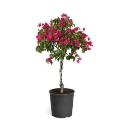 Barbara Karst Bougainvillea -Nature Garden Store Bougainvillea Barbera Karst Tree 46e6ff16 c20a 427c 82cd c6d7d103fd68