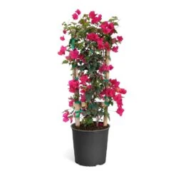 Barbara Karst Bougainvillea -Nature Garden Store Bougainvillea Barbera Karst Trellis c50b3fdc 836a 4431 b642 46324d3f2616