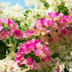 Bi-Color Bougainvillea Tree -Nature Garden Store Bougainvillea Braided 1