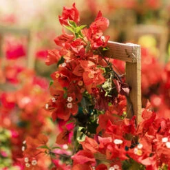 Sundown Orange Bougainvillea -Nature Garden Store Bougainvillea Sundown 2 FGT