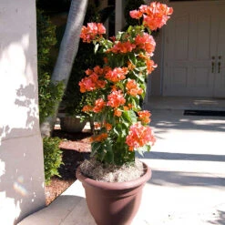 Sundown Orange Bougainvillea -Nature Garden Store Bougainvillea Sundown 4
