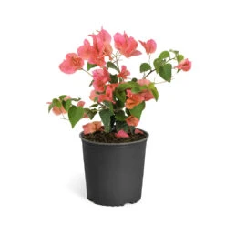 Sundown Orange Bougainvillea -Nature Garden Store Bougainvillea Sundown 6qt