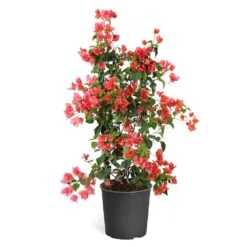 Sundown Orange Bougainvillea -Nature Garden Store Bougainvillea Sundown TR