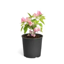 Thai Delight Bougainvillea 15 Thai Delight Bougainvillea -Nature Garden Store Bougainvillea Thai 6inch 2b64339f 3e7d 4698 81c3 7b79fad40cd5