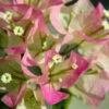 Thai Delight Bougainvillea -Nature Garden Store Bougainvillea Thai FGT 600x600 d6b29cf6 b979 48df 8763 85911721860b