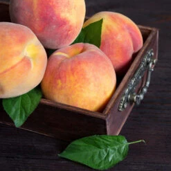 Bounty Peach Tree -Nature Garden Store Bounty Peach 3