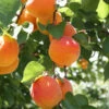 Bounty Peach Tree