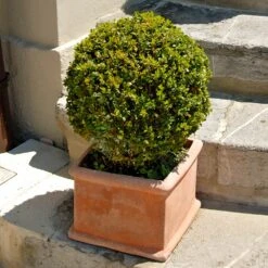 Titan Boxwood Shrub -Nature Garden Store Boxwood Titan 6