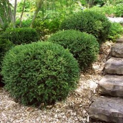 Wintergreen Boxwood Shrub 11 Wintergreen Boxwood Shrub -Nature Garden Store Boxwood Wintergreen 2