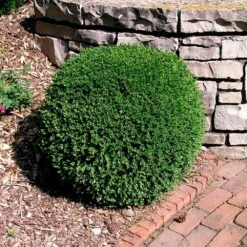Wintergreen Boxwood Shrub 10 Wintergreen Boxwood Shrub -Nature Garden Store Boxwood Wintergreen 3