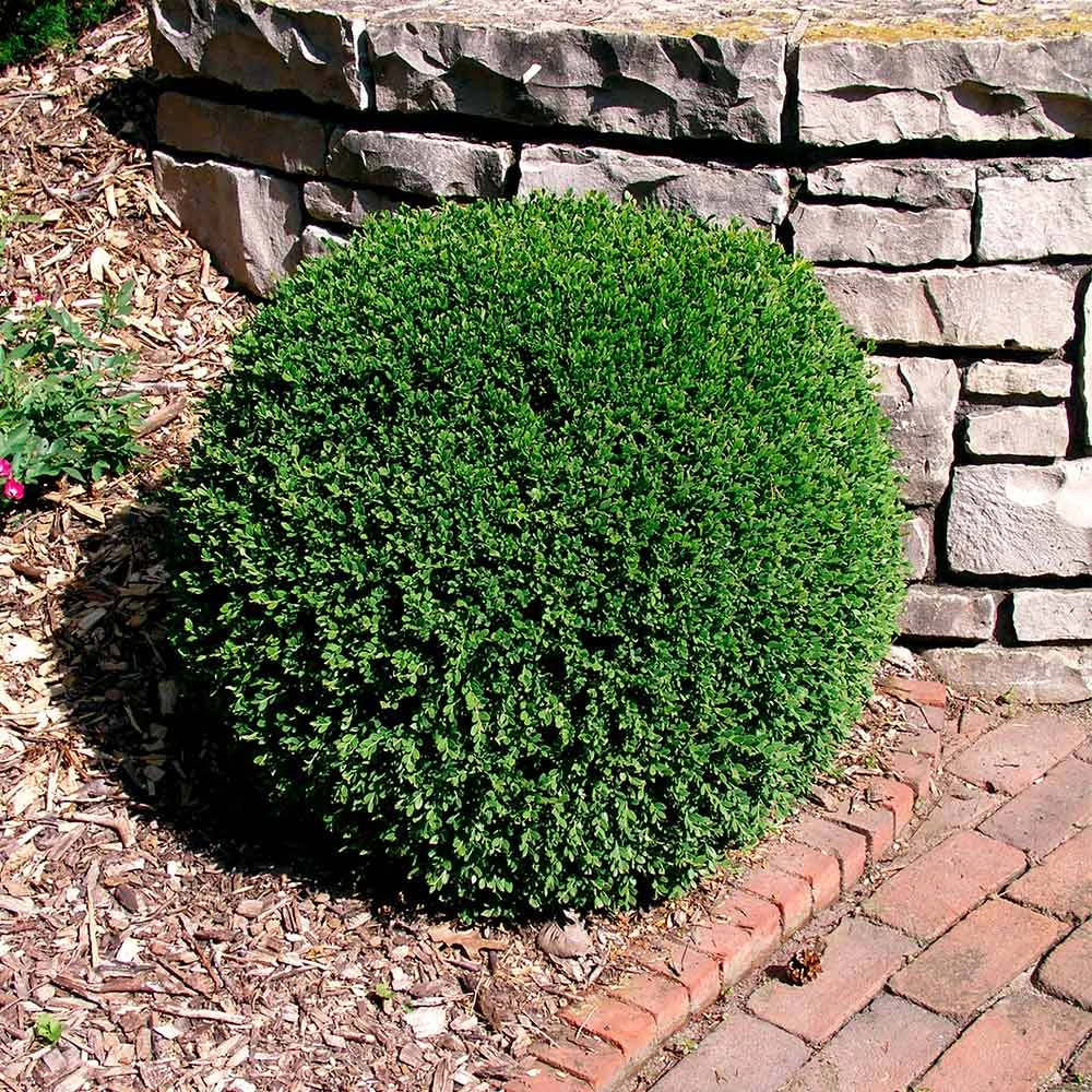 Wintergreen Boxwood Shrub 6 Wintergreen Boxwood Shrub - Image 4