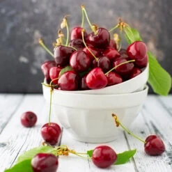 Brooks Cherry Tree 9 Brooks Cherry Tree -Nature Garden Store Brooks Cherry Tree 5 FGT