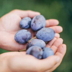 Brooks Plum Tree 10 Brooks Plum Tree -Nature Garden Store Brooks Plum 3