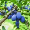 Brooks Plum Tree 1 Brooks Plum Tree -Nature Garden Store Brooks Plum 600x600 dbabda0f fd58 4a5e 853b c051820ba0d6