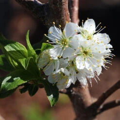 Bubblegum 'Toka' Plum Tree -Nature Garden Store Bubblegum Toka Plum 4
