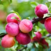 Bubblegum 'Toka' Plum Tree -Nature Garden Store Bubblegum Toka Plum 600x600 3fd2eab2 a788 4765 814b 781f19339254
