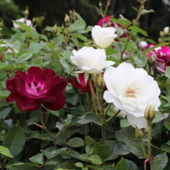 Burgundy Iceberg And Iceberg Two-fer® Rose Tree 9 Burgundy Iceberg And Iceberg Two-fer® Rose Tree -Nature Garden Store Burgandy Iceburg ROse Tree 1