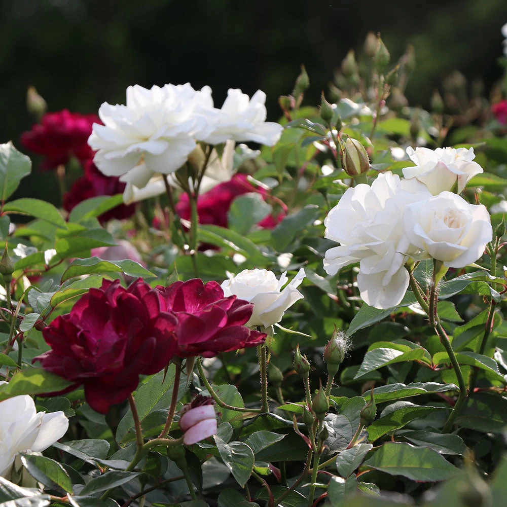 Burgundy Iceberg And Iceberg Two-fer® Rose Tree 4 Burgundy Iceberg And Iceberg Two-fer® Rose Tree - Image 2