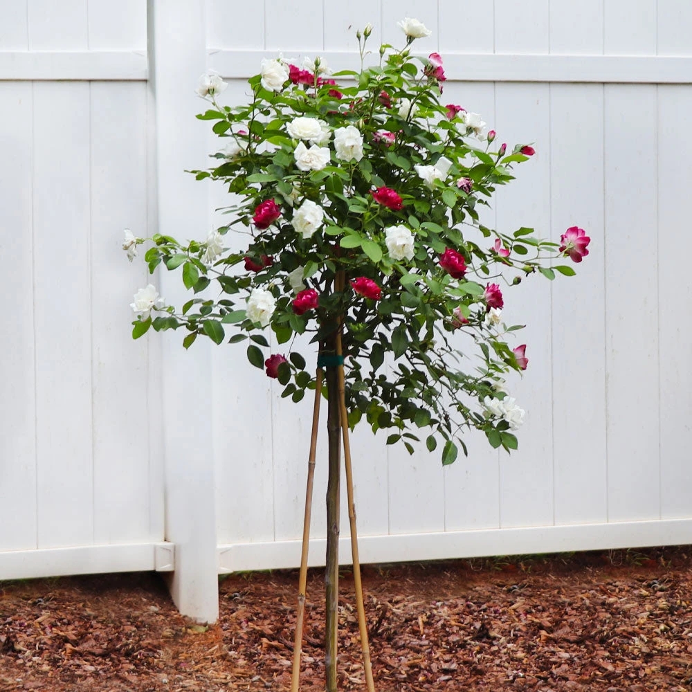 Burgundy Iceberg And Iceberg Two-fer® Rose Tree 5 Burgundy Iceberg And Iceberg Two-fer® Rose Tree - Image 3