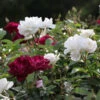 Burgundy Iceberg And Iceberg Two-fer® Rose Tree -Nature Garden Store Burgandy Iceburg ROse Tree 600x600 7408cf92 533a 4304 9224 4b16542c1c73