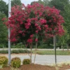 Cherokee Crape Myrtle -Nature Garden Store CHEROKEE CRAPE MYRTLE 350 THUMBNAIL FGT