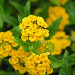 Chapel Hill Yellow Lantana -Nature Garden Store CHapel Hill gold lantana 1