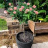 Cherish Rose Tree 2 Cherish Rose Tree -Nature Garden Store CHerish Rose Tree 600x600 b551c3a5 d832 4cbe 9cbe 9626314e8eca