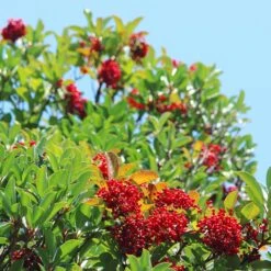 Chindo Sweet Viburnum Shrub 9 Chindo Sweet Viburnum Shrub -Nature Garden Store CHindo Viburnum 1