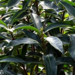 Chindo Sweet Viburnum Shrub 10 Chindo Sweet Viburnum Shrub -Nature Garden Store CHindo Viburnum 3