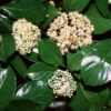 Chindo Sweet Viburnum Shrub -Nature Garden Store CHindo Viburnum 600x600 314dca2a 104d 46fa 8ff4 997bc28d247f