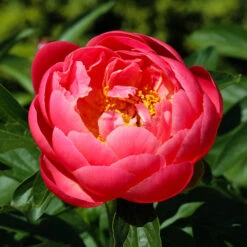 Coral Charm Peony 9 Coral Charm Peony -Nature Garden Store COral Charm Peony 3 FGT
