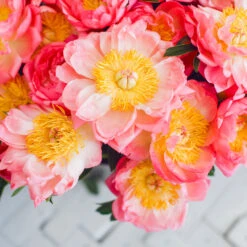 Coral Charm Peony 10 Coral Charm Peony -Nature Garden Store COral Charm Peony 6 FGT