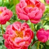 Coral Charm Peony -Nature Garden Store COral Charm Peony FGT 600x600 9d352988 e368 44f2 9b5e a7e1f35c0e88