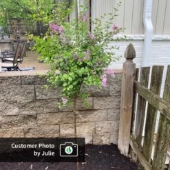 Dwarf Korean Lilac Tree -Nature Garden Store CPB DwarfKoreanLilacTree Julie ugc test