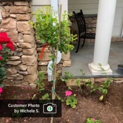 Dwarf Korean Lilac Tree -Nature Garden Store CPB DwarfKoreanLilacTree MicheleS ugc test