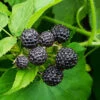 Cumberland Black Raspberry - USDA Organic 1 Cumberland Black Raspberry - USDA Organic -Nature Garden Store CUmberland Black RAspberry FGT 600x600 f44fb0ec 58e7 4e5a 852b 12bec7d932ce