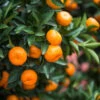 Calamondin Bush 2 Calamondin Bush -Nature Garden Store Calamondin2 Bush FGT 600x600 9e8d15f8 b498 4030 97e9 1ec6aaff2b96