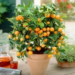 Calamondin Bush -Nature Garden Store Calamondin Bush 1